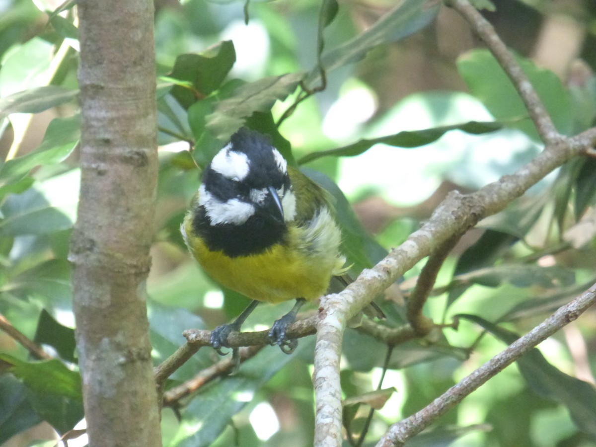 Eastern Shrike-tit - ML639805818