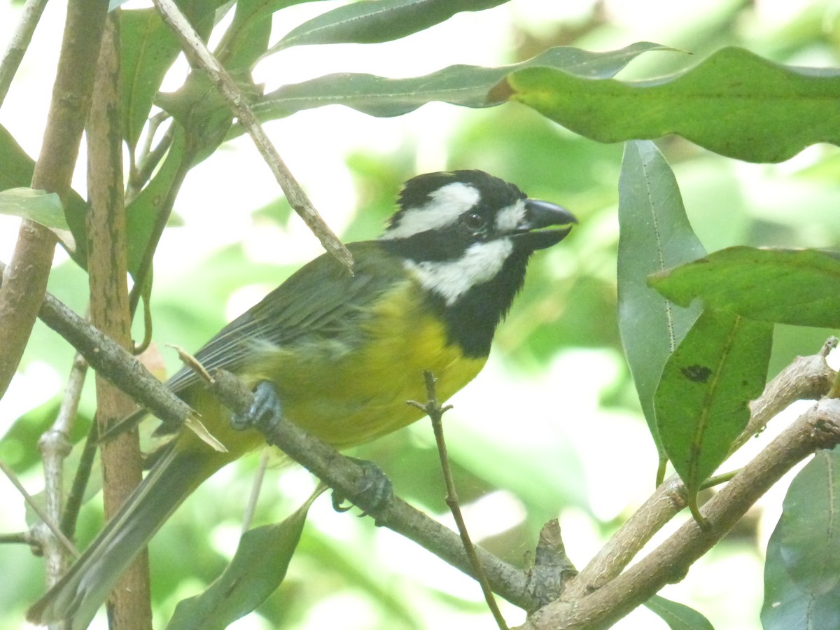 Eastern Shrike-tit - ML639805819