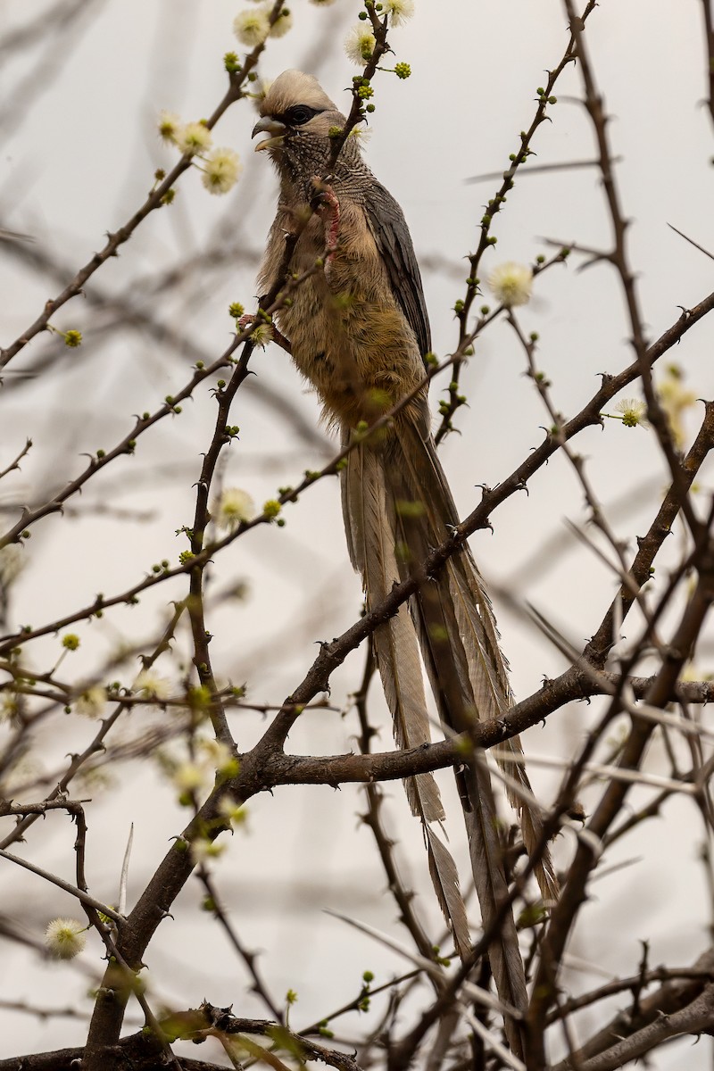 White-headed Mousebird - ML639805896