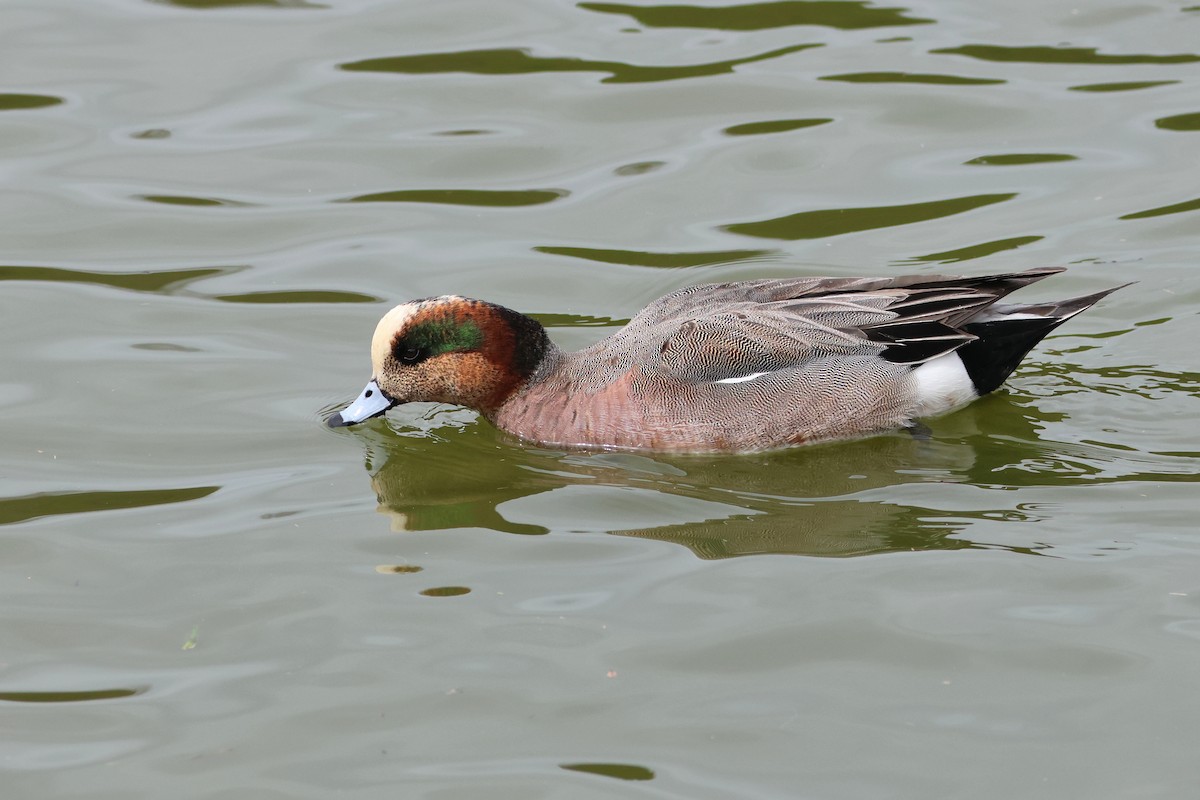 Eurasian x American Wigeon (hybrid) - ML639806061