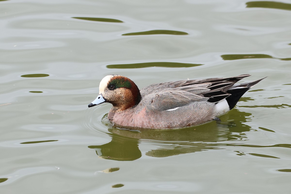 Eurasian x American Wigeon (hybrid) - ML639806062