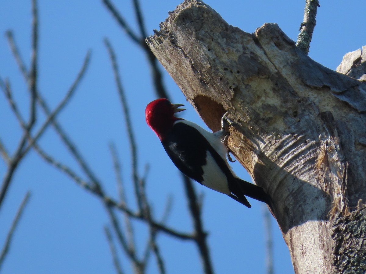 Red-headed Woodpecker - ML639806077