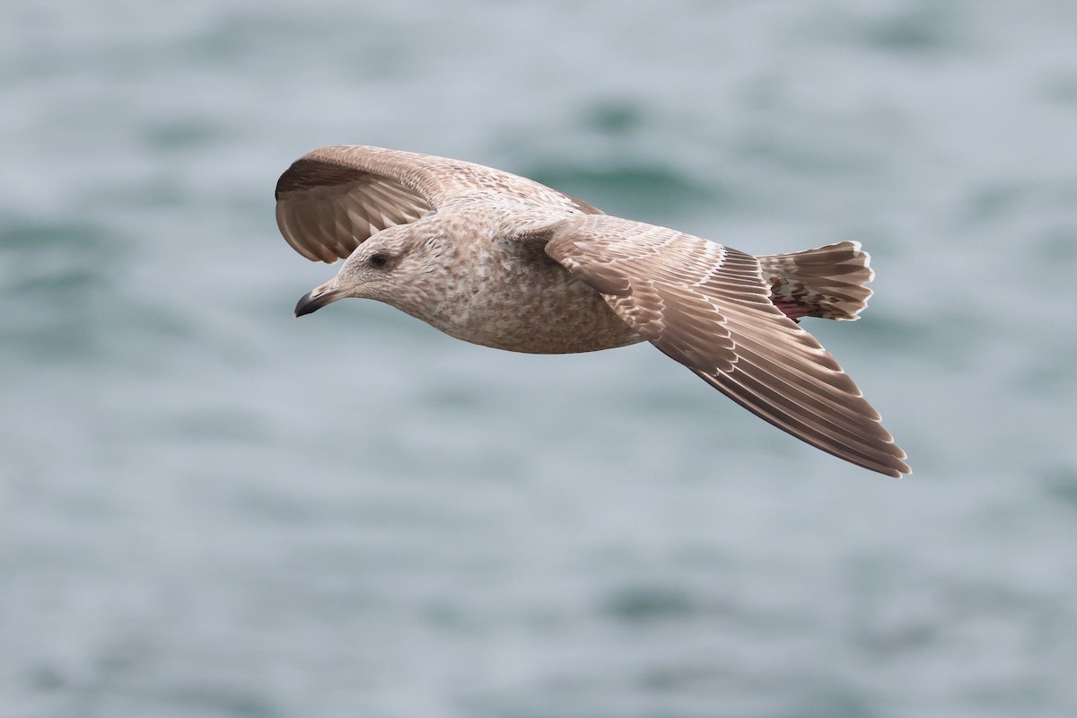 Vega Gull - ML639806171
