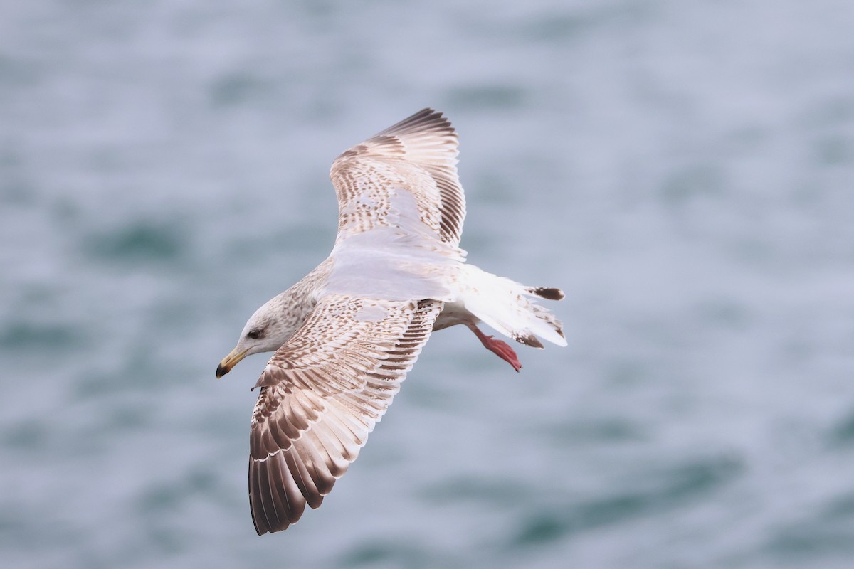 Vega Gull - ML639806172