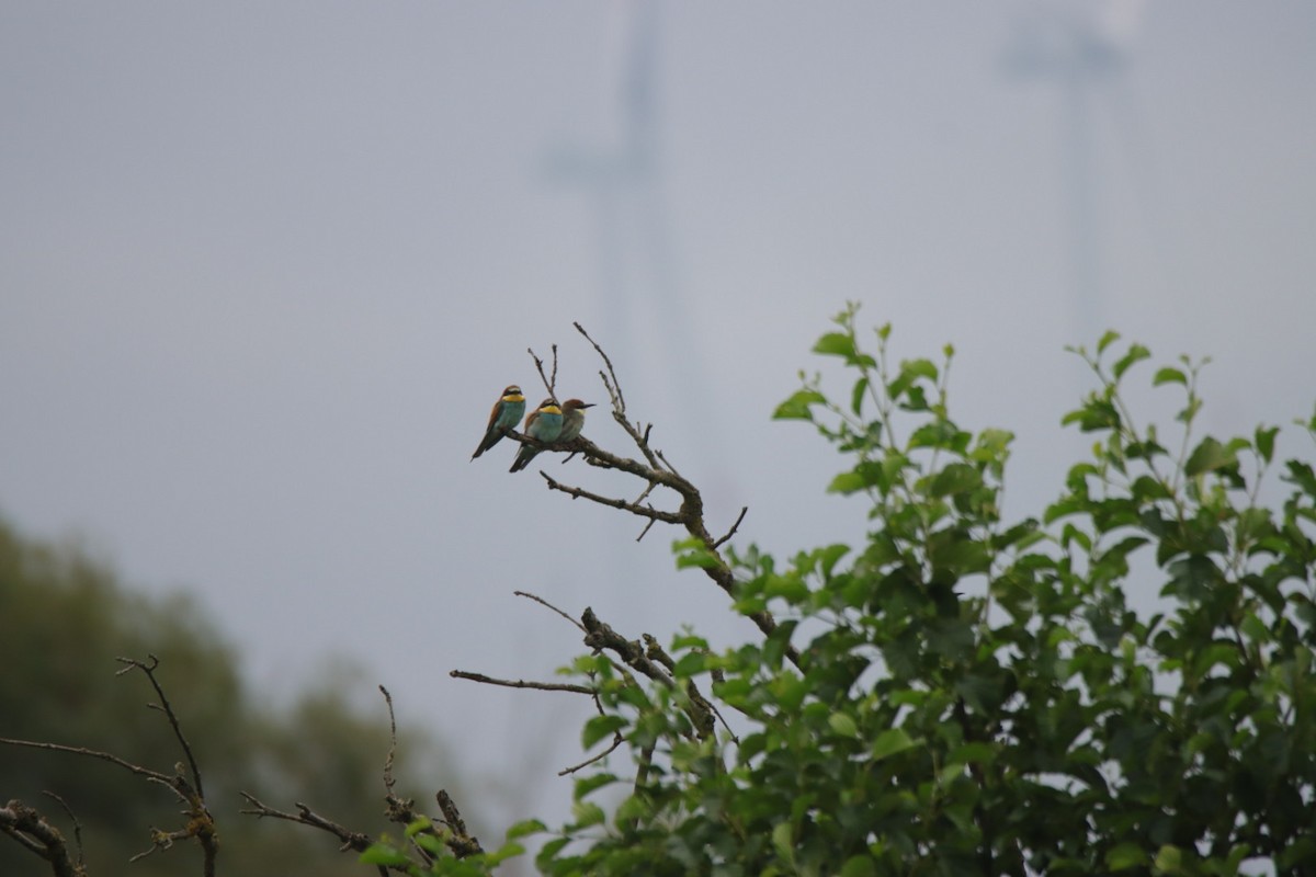 European Bee-eater - ML639806201
