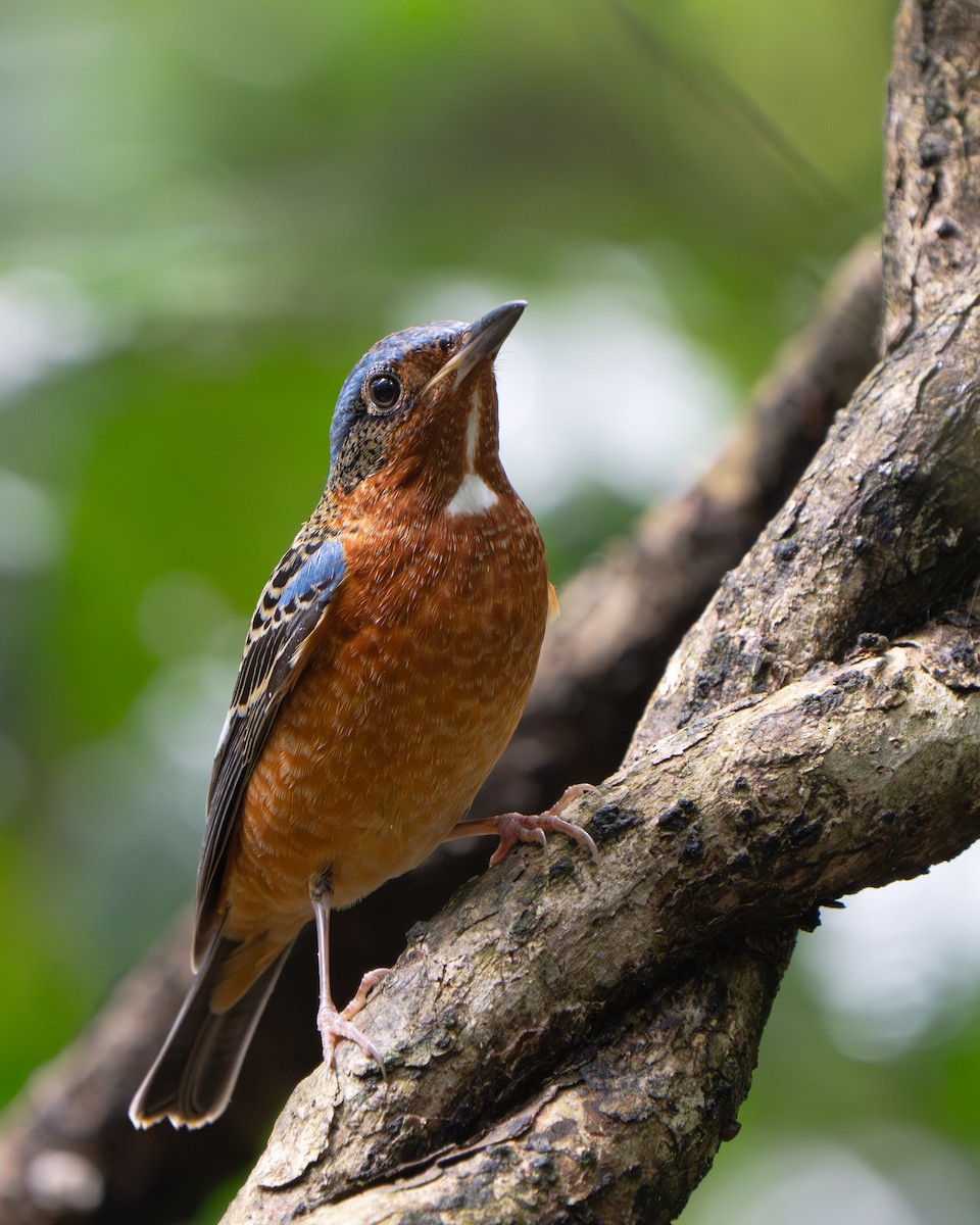 White-throated Rock-Thrush - ML639806214