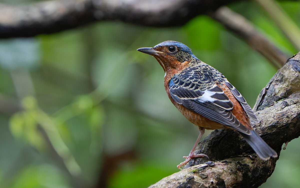 White-throated Rock-Thrush - ML639806215