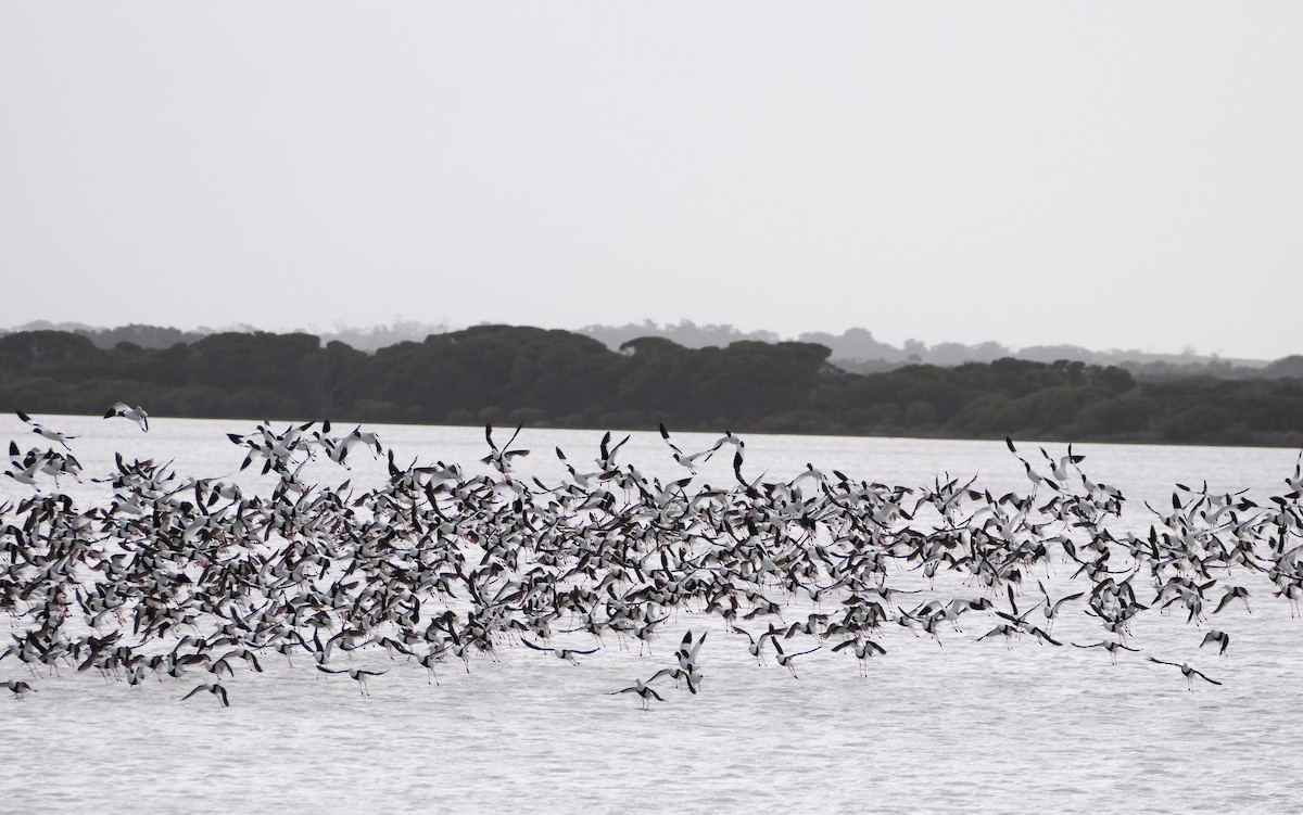 Banded Stilt - ML639806235