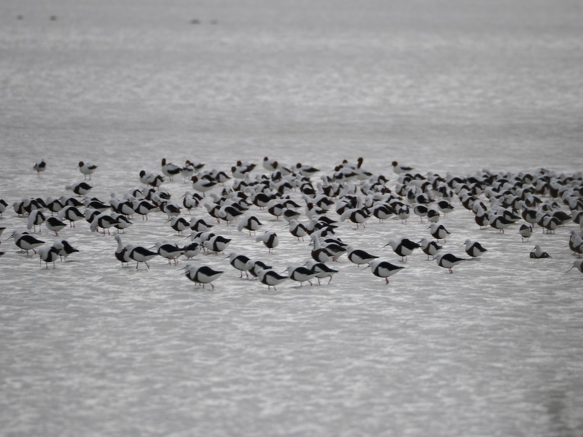 Banded Stilt - ML639806238