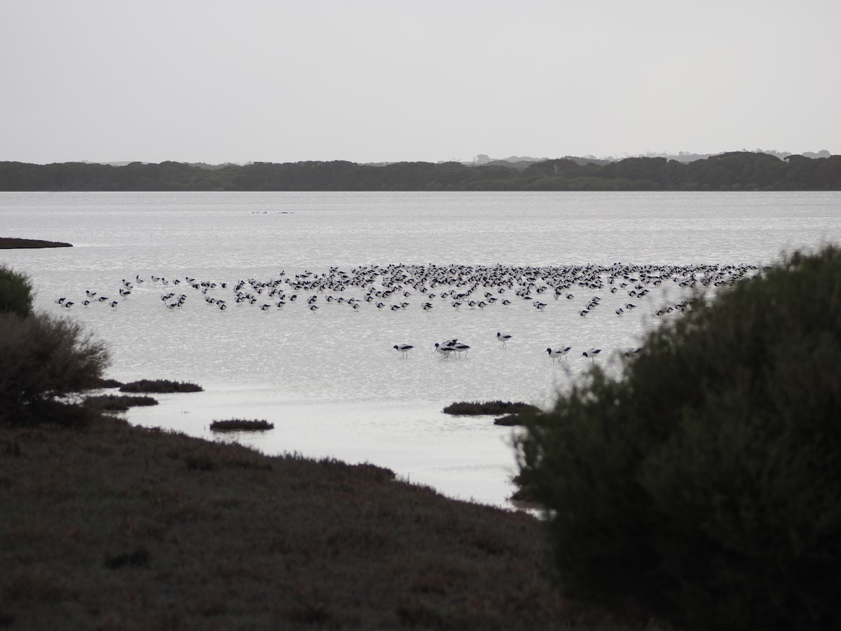 Banded Stilt - ML639806239