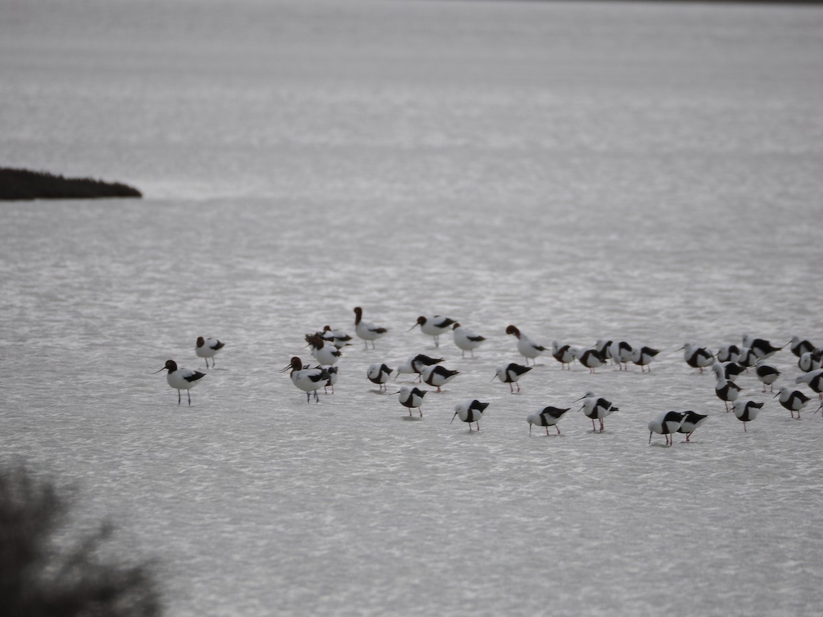 Banded Stilt - ML639806240