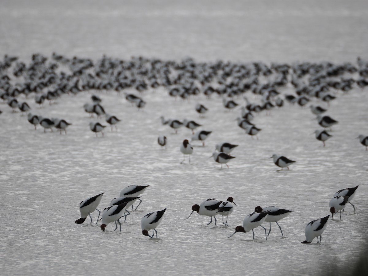 Banded Stilt - ML639806241