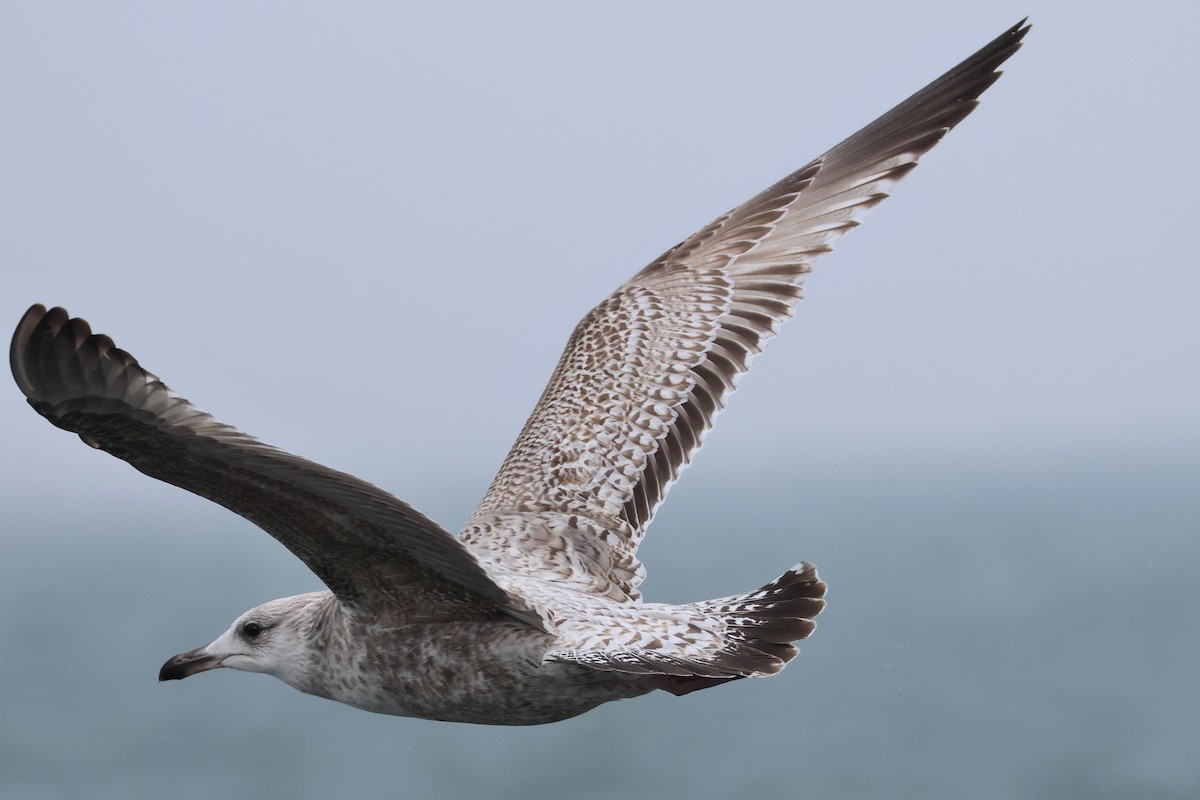 Vega Gull - ML639806265