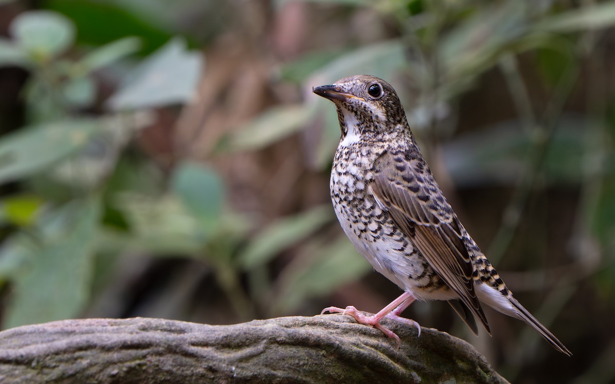 White-throated Rock-Thrush - ML639806276