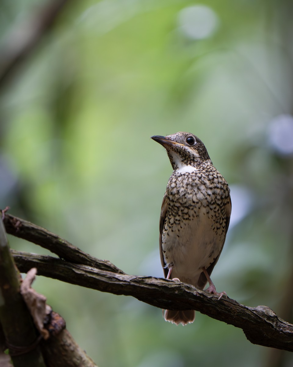 White-throated Rock-Thrush - ML639806277