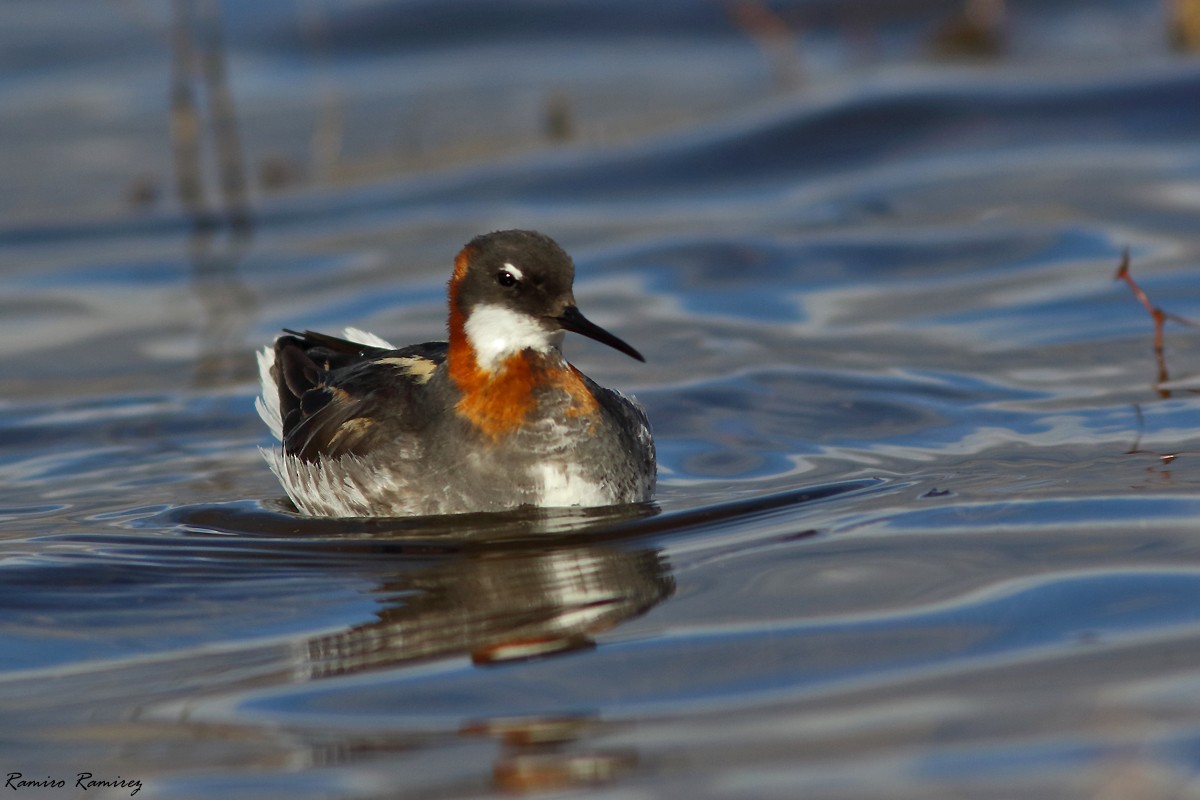 紅領瓣足鷸 - ML639806281