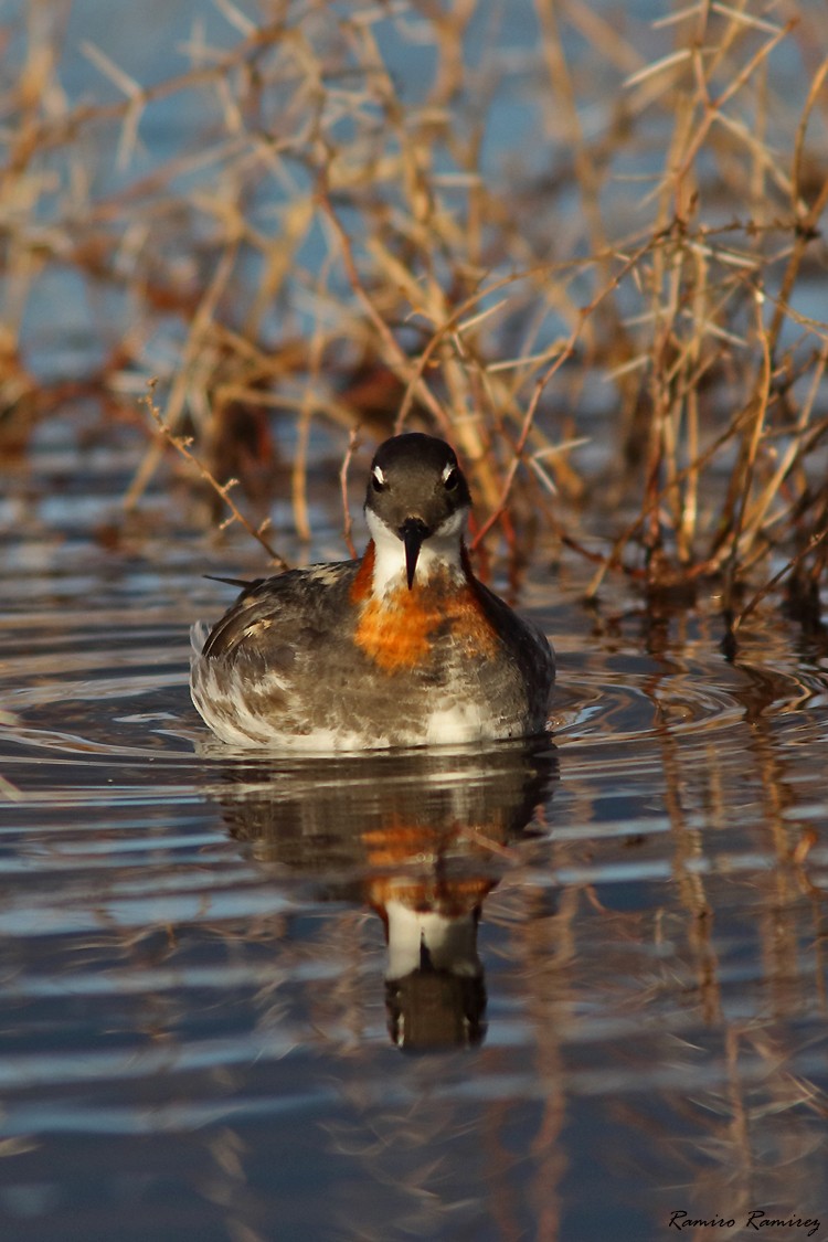 紅領瓣足鷸 - ML639806282
