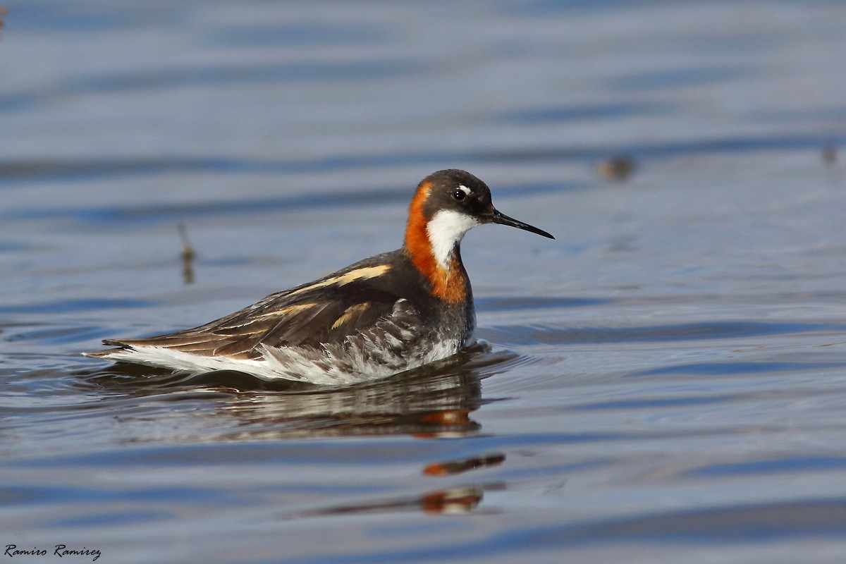 紅領瓣足鷸 - ML639806283