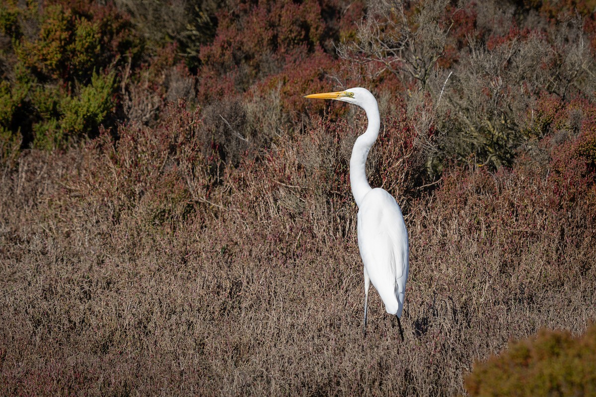 Great Egret - ML639806304