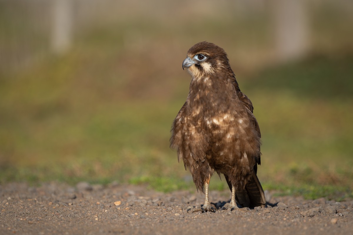 Brown Falcon - ML639806311
