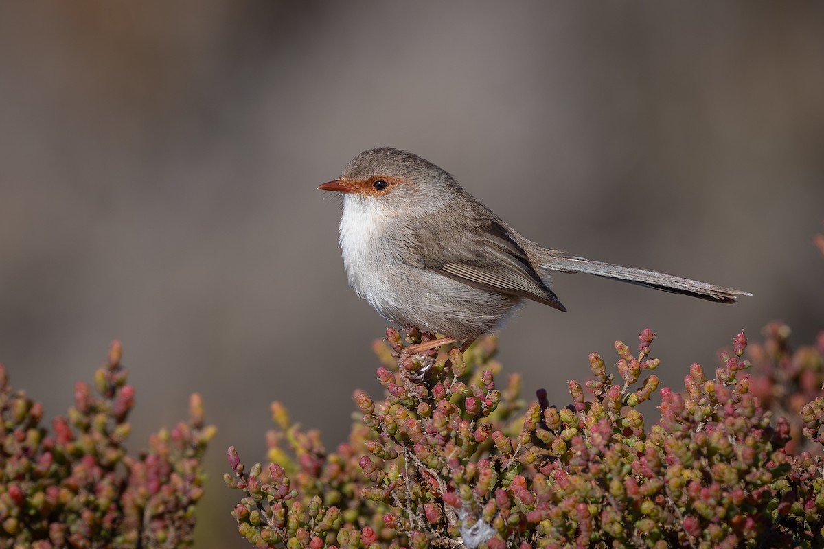 Superb Fairywren - ML639806314