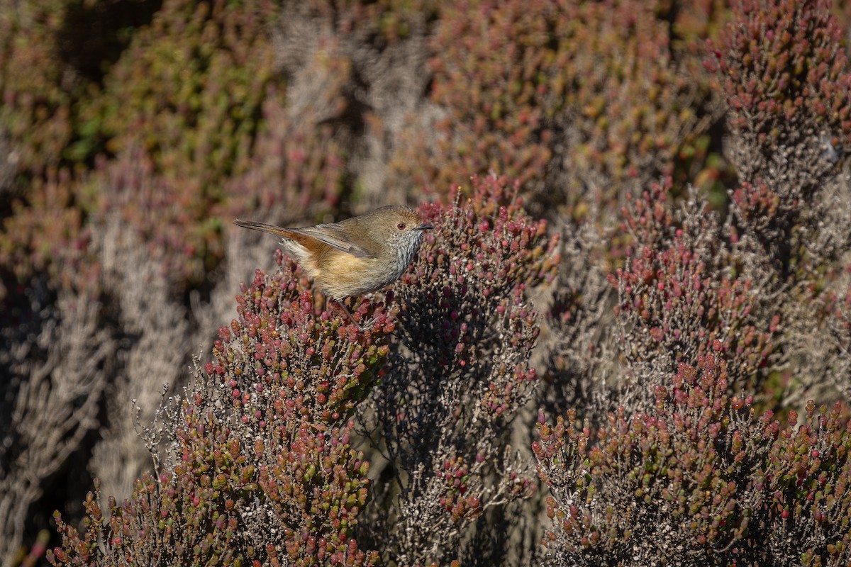 Brown Thornbill - ML639806318