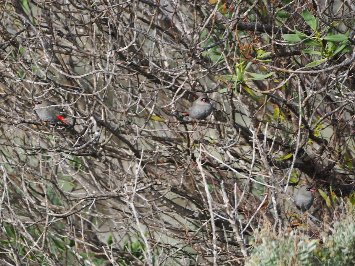 Beautiful Firetail - ML639806360