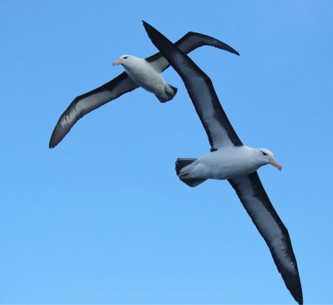 Black-browed Albatross - ML639806367