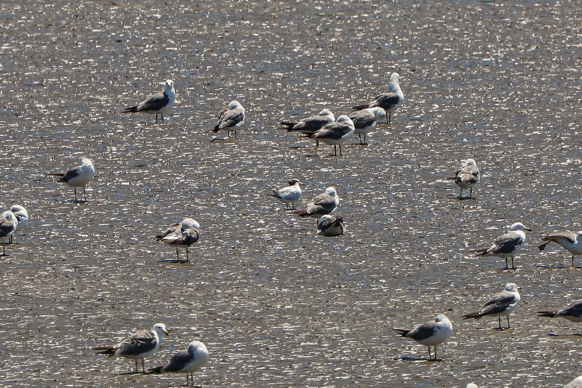 Chinese Crested Tern - ML639806435