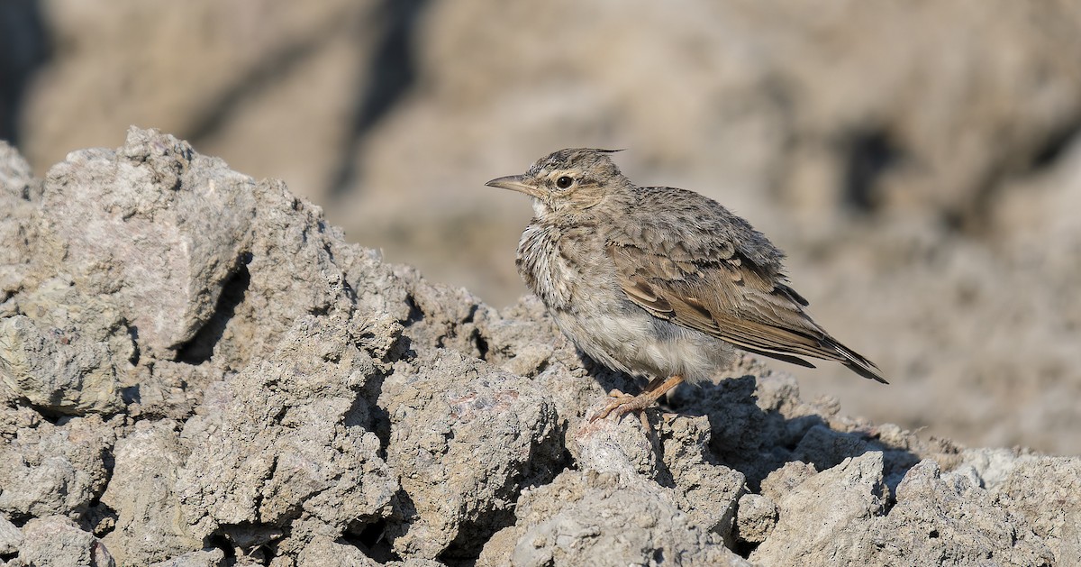 Crested Lark - ML639806437