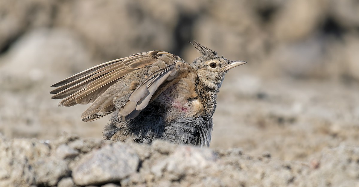 Crested Lark - ML639806465