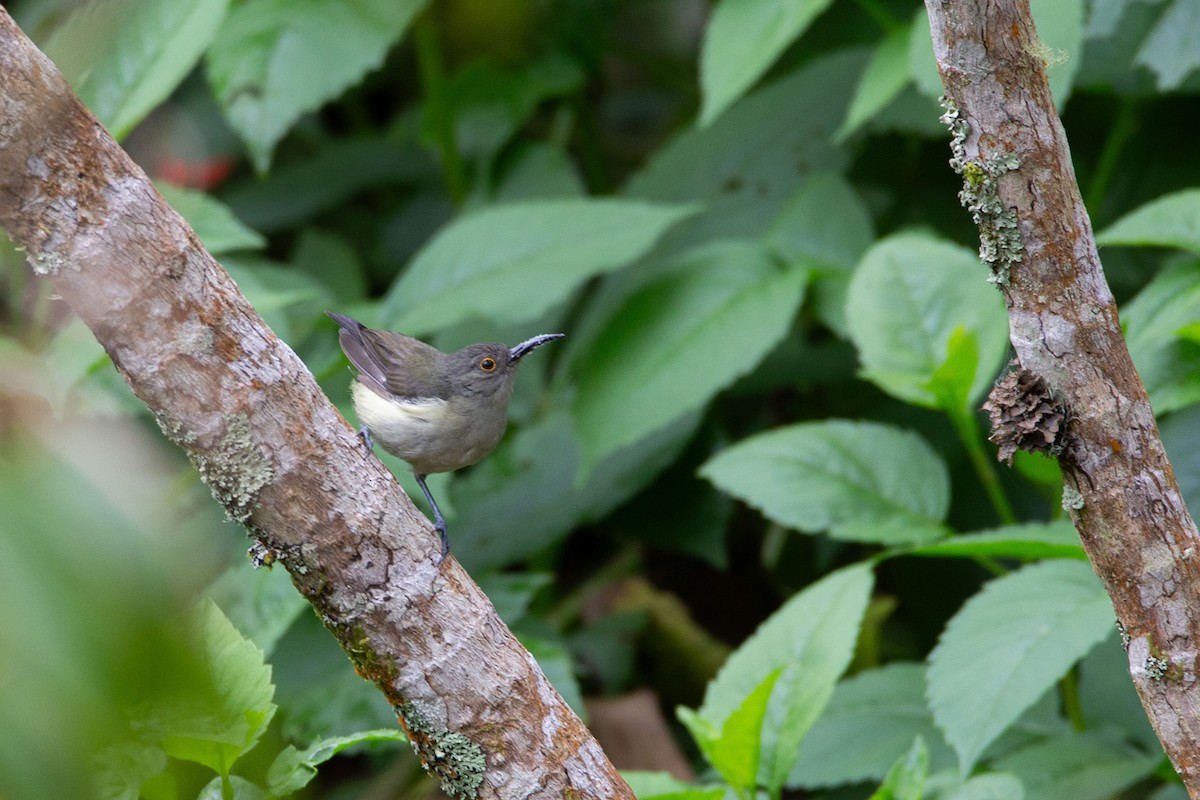 Spectacled Longbill - ML639806538