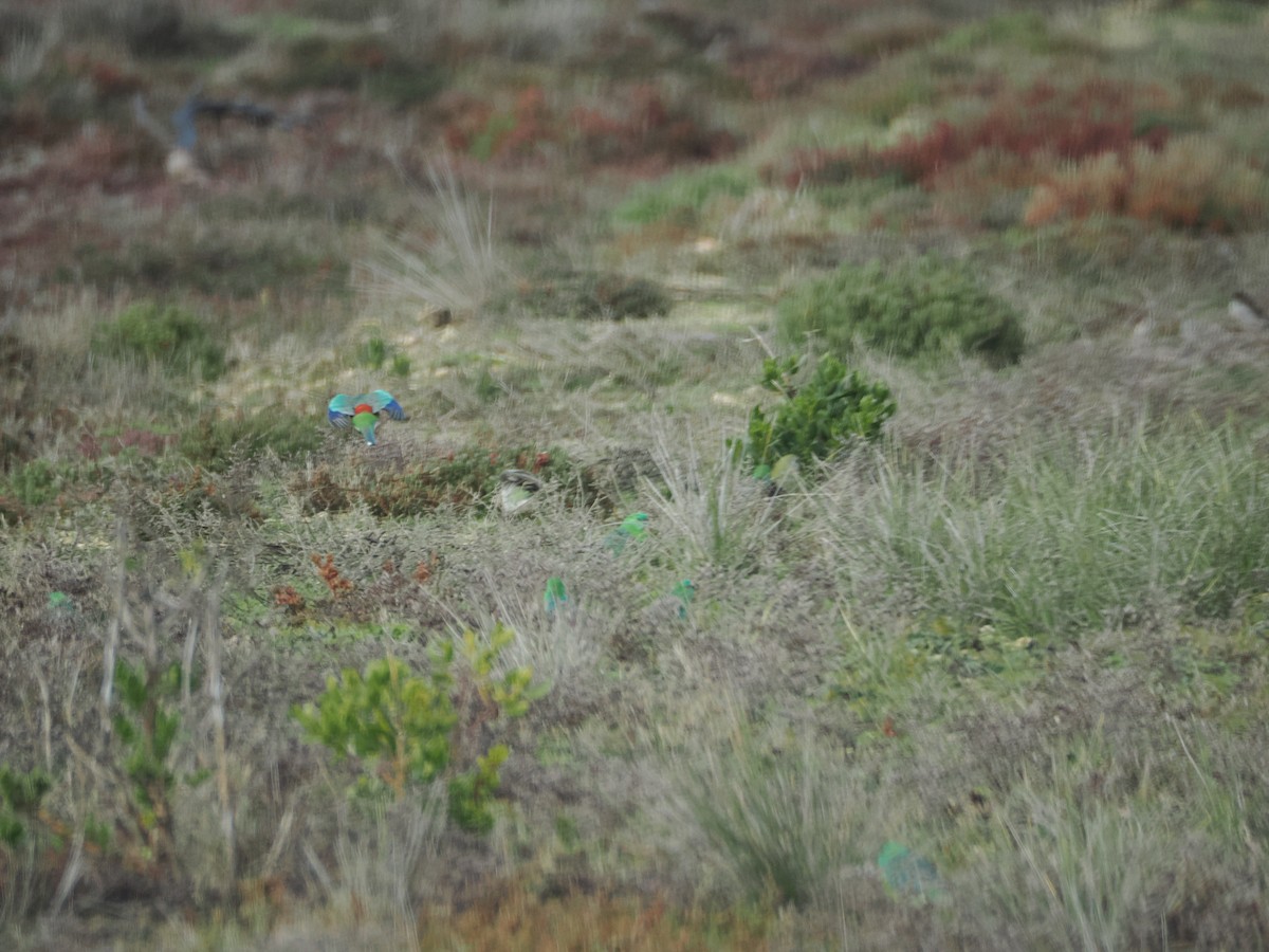 Red-rumped Parrot - ML639806563