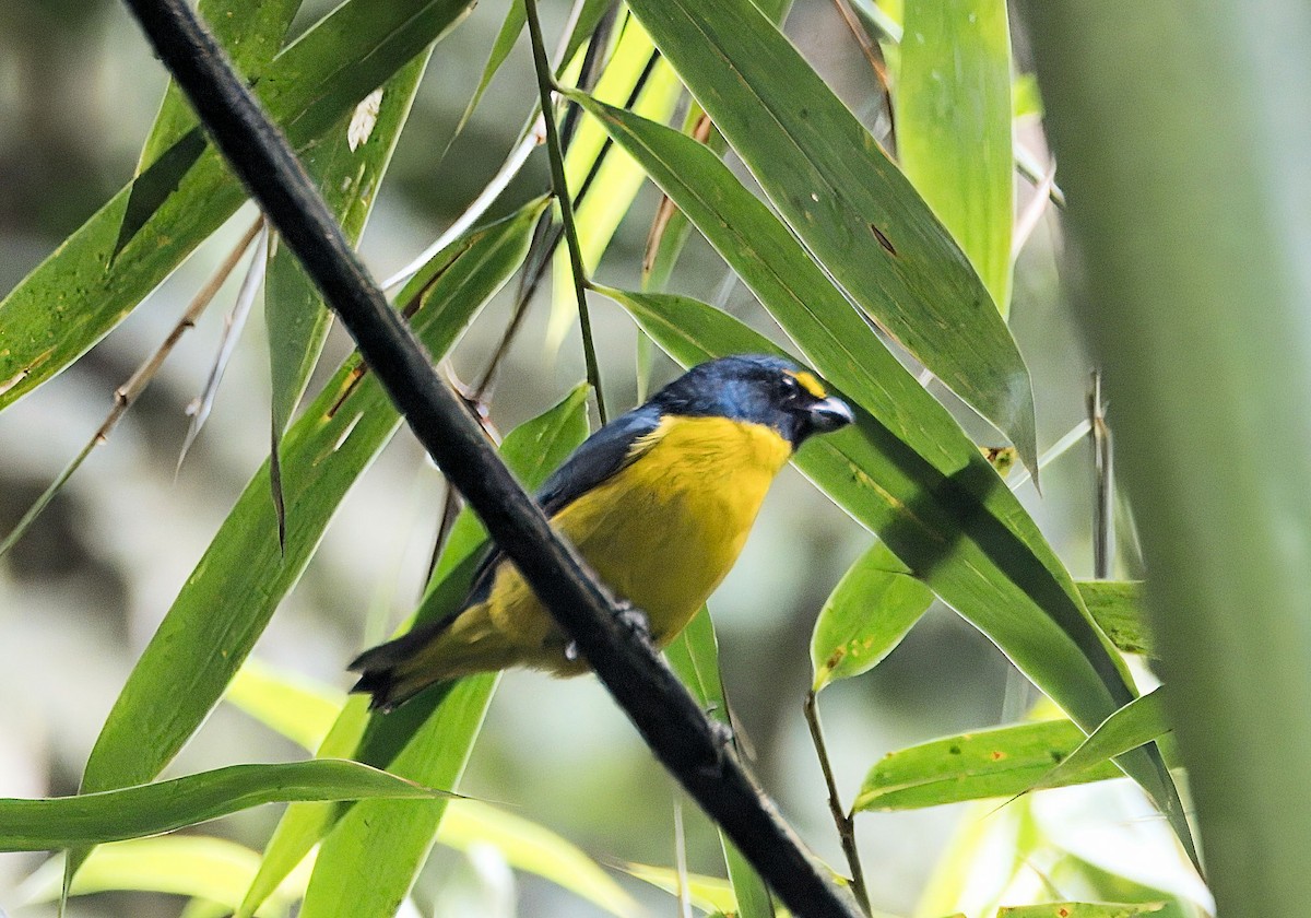Green-throated Euphonia - ML639806564