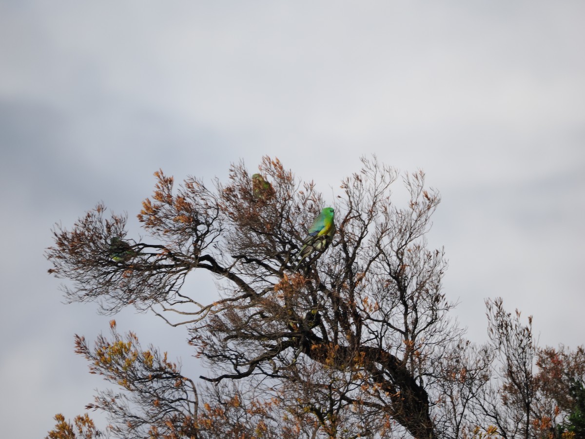 Red-rumped Parrot - ML639806582
