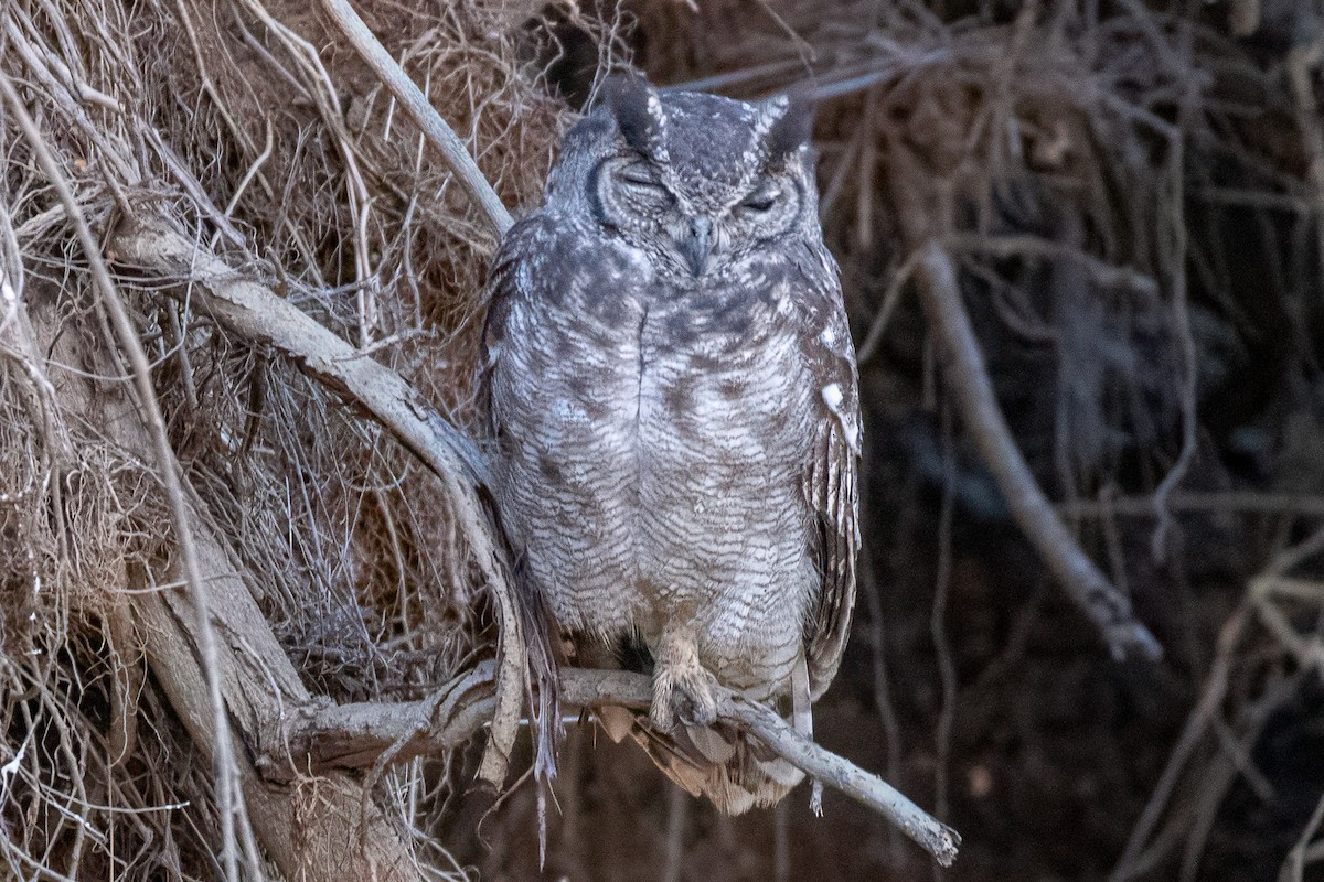Grayish Eagle-Owl - ML639806594