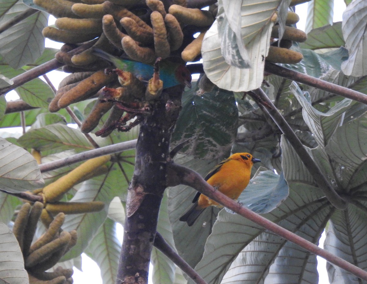 Golden Tanager - ML639806597