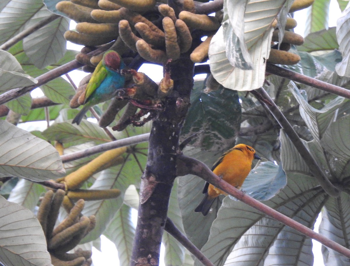Golden Tanager - ML639806598