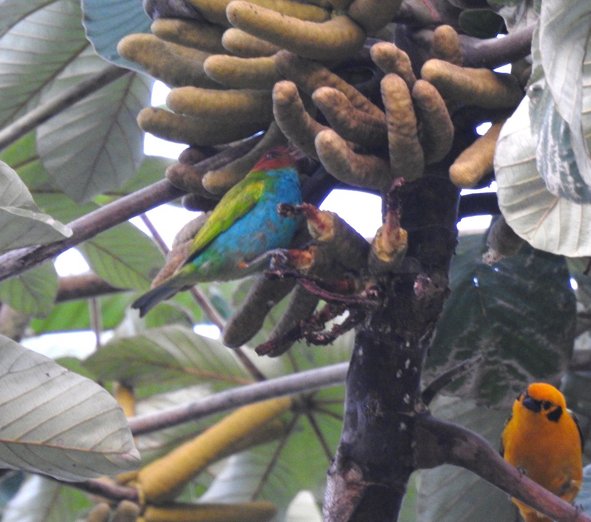Golden Tanager - ML639806599
