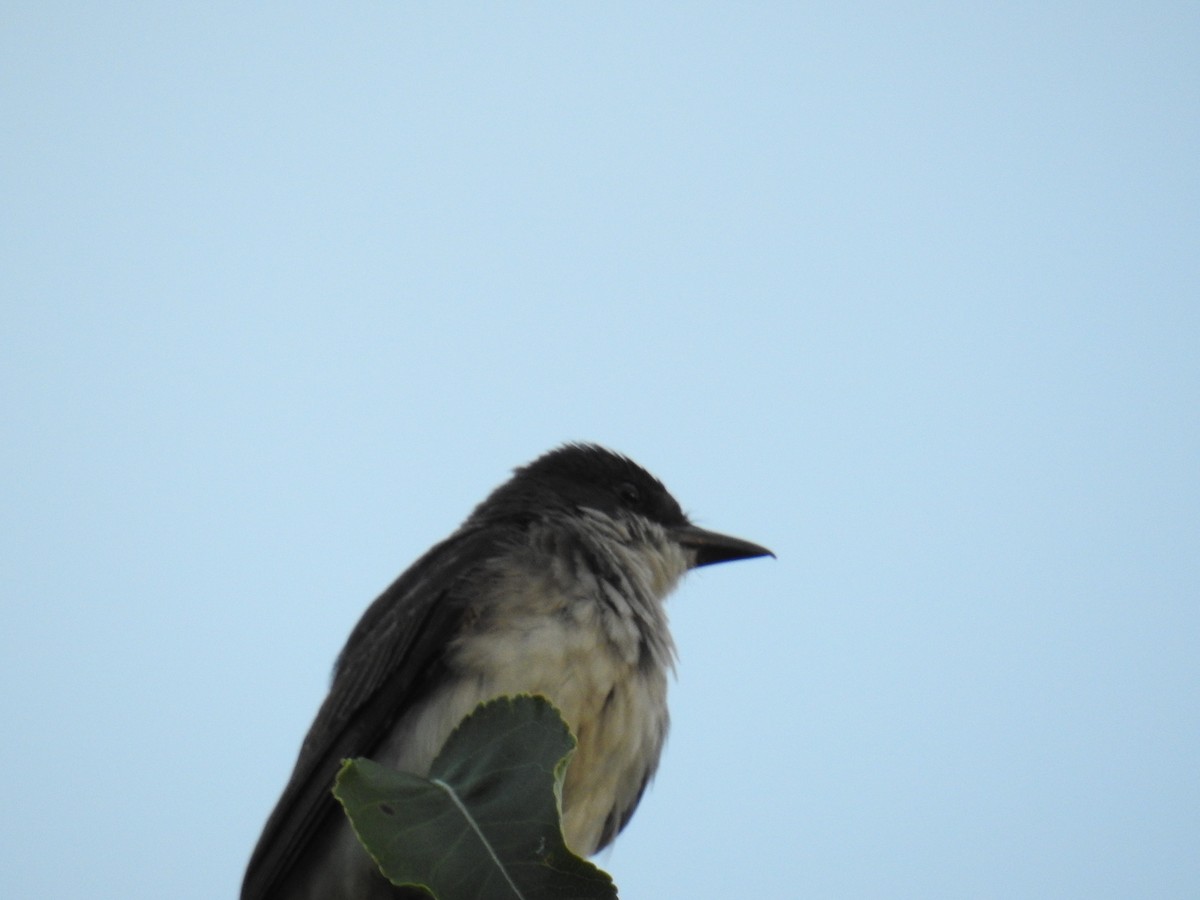 Eastern Kingbird - ML639806601