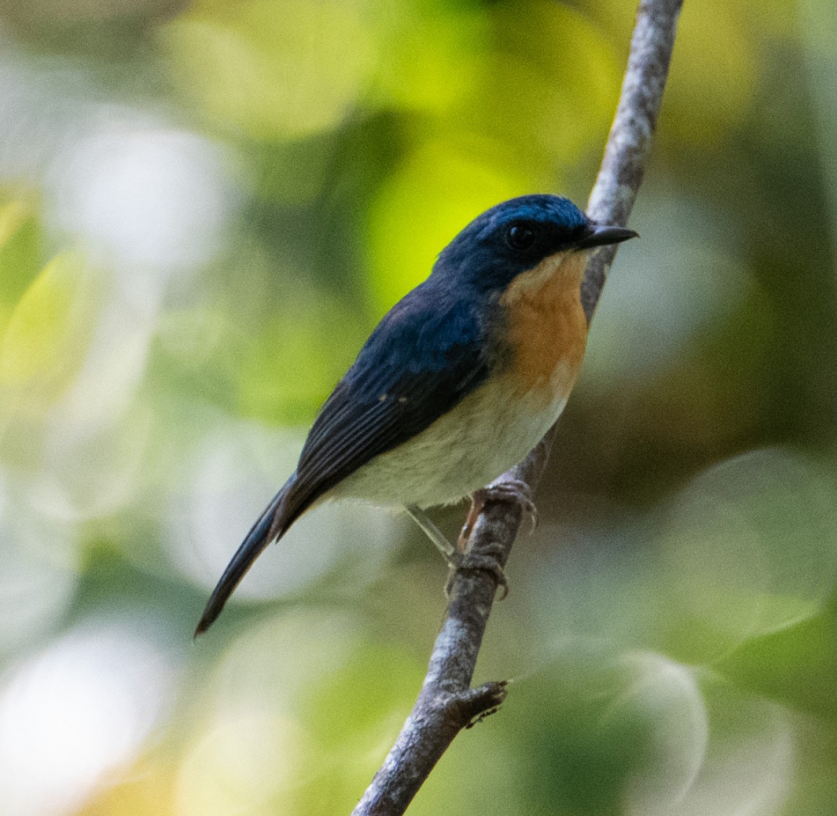 Malaysian Blue Flycatcher - ML639806608