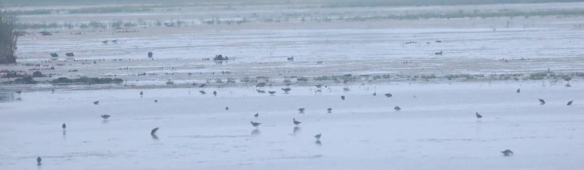 shorebird sp. - ML639806609