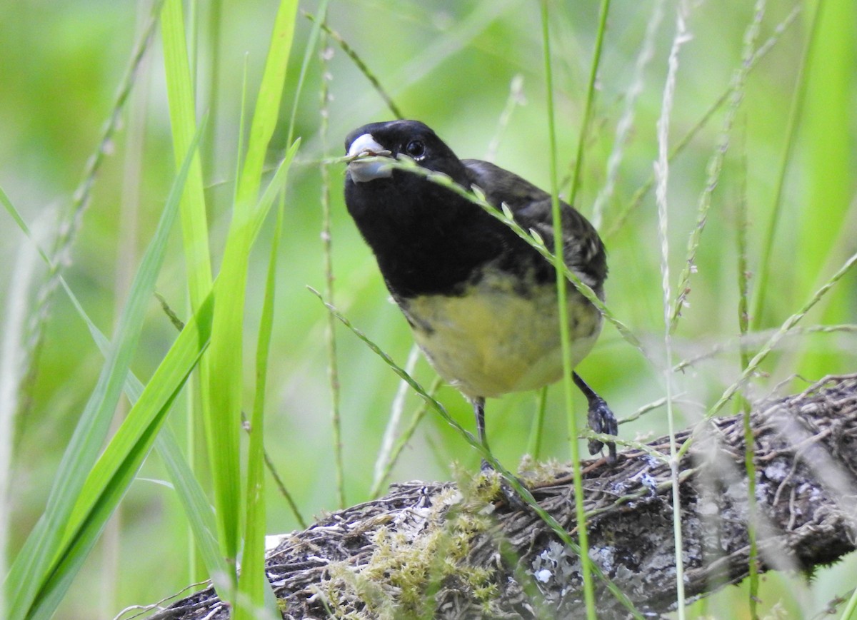 Variable Seedeater - ML639806610