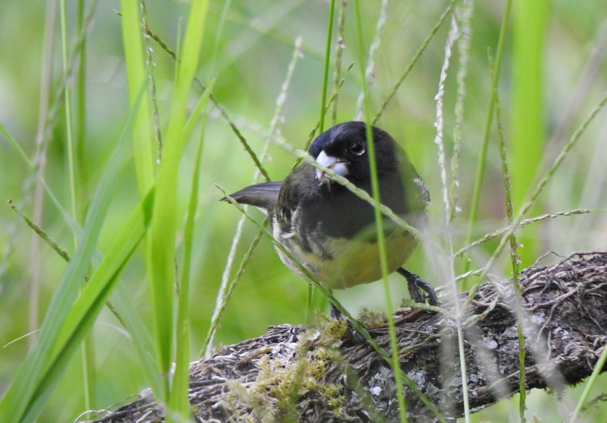 Variable Seedeater - ML639806611