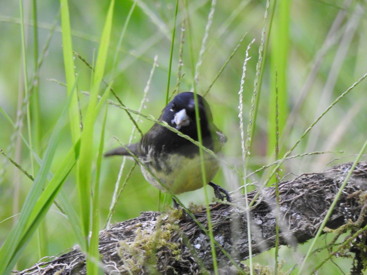 Variable Seedeater - ML639806615
