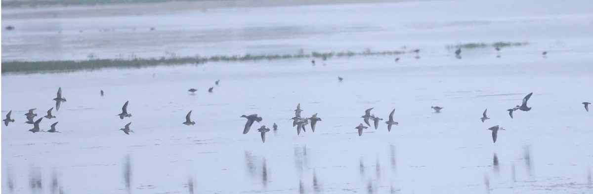shorebird sp. - ML639806616
