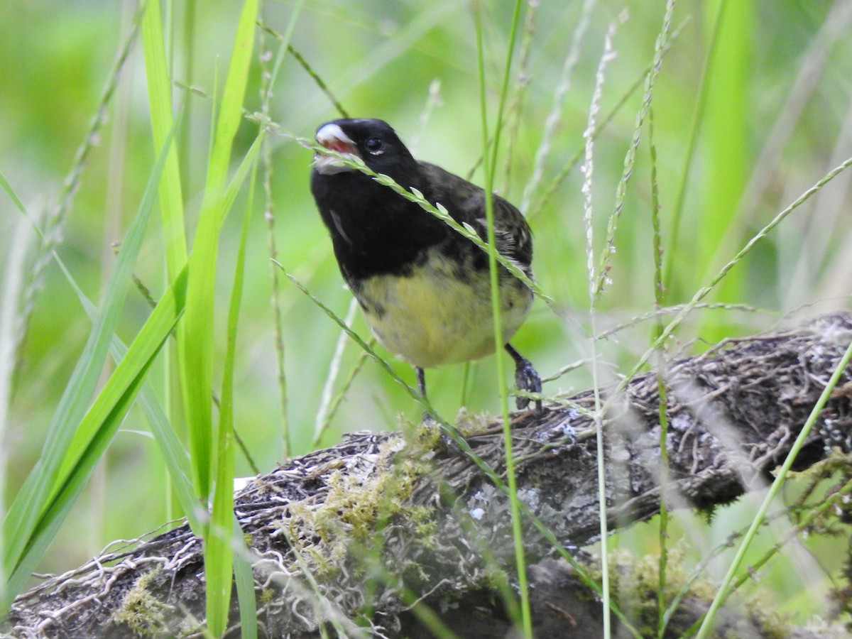 Variable Seedeater - ML639806618