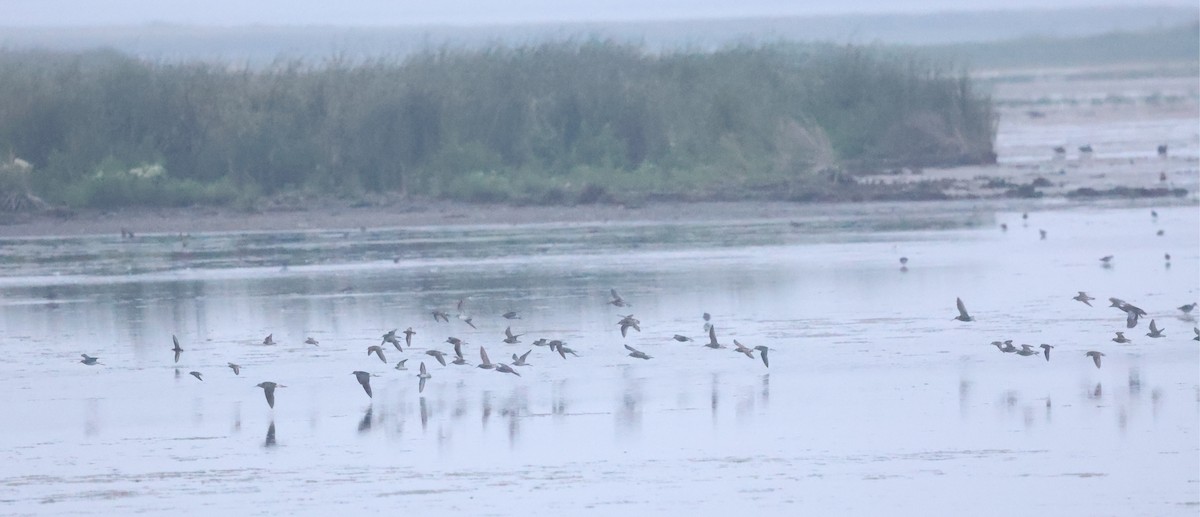shorebird sp. - ML639806622