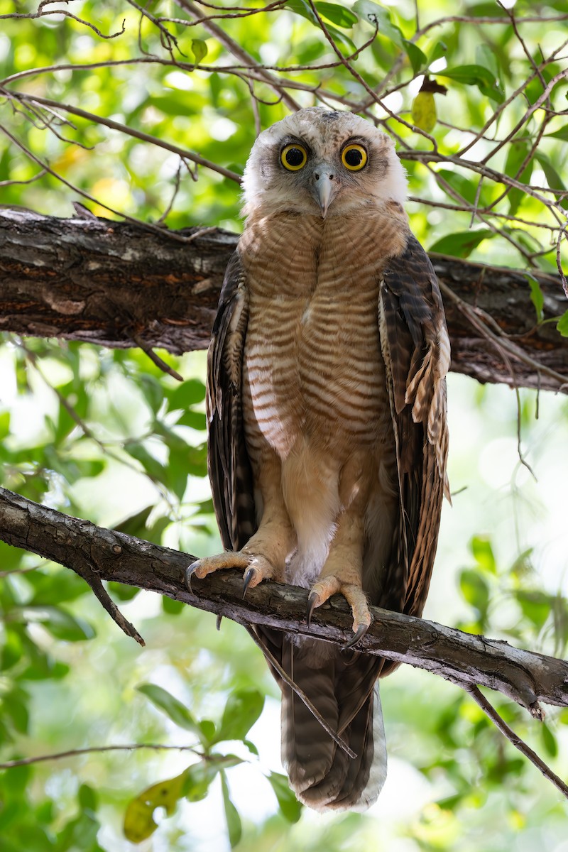 Rufous Owl - ML639806668