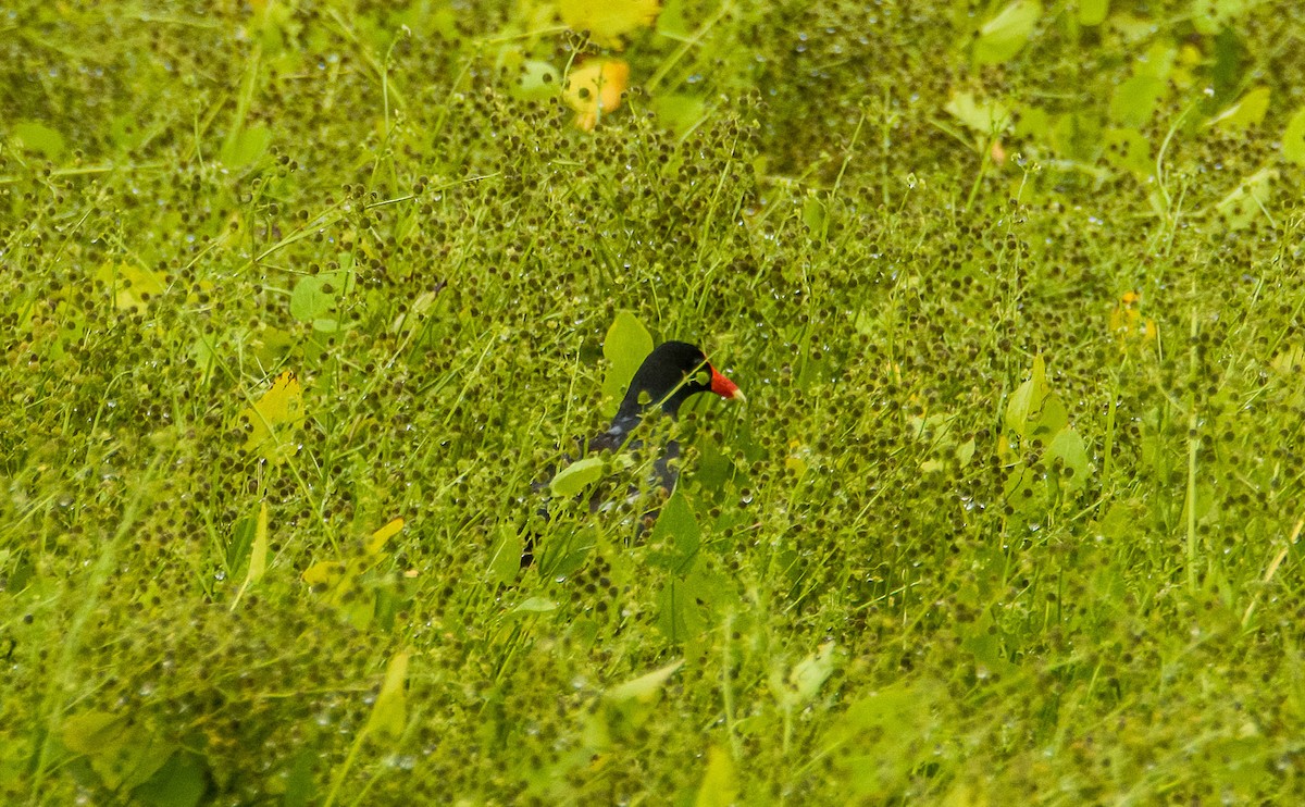Common Gallinule - ML639806717